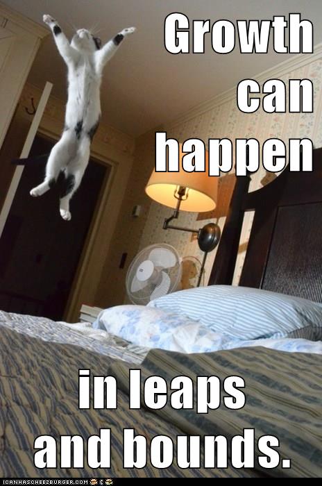 cat leaps up in air